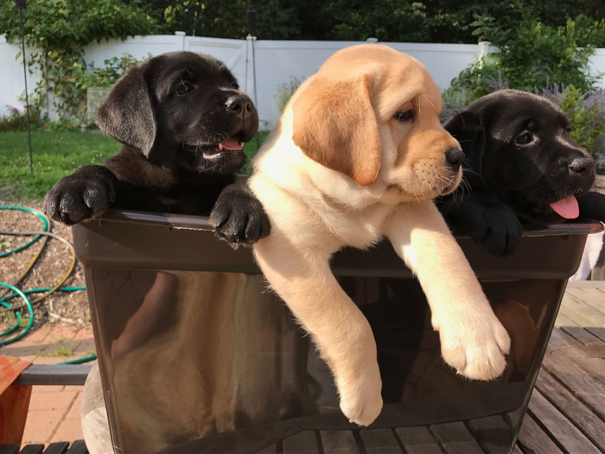 Wombleshyre Labradors AKC Dog breeders in New Jersey